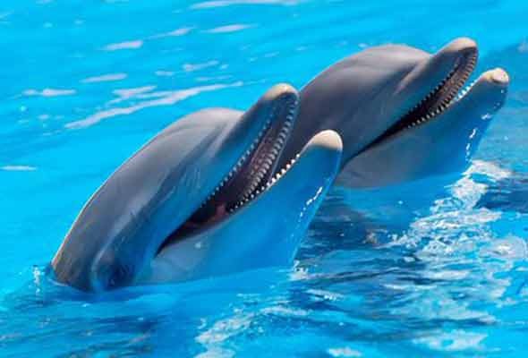 О чем поют дельфины?